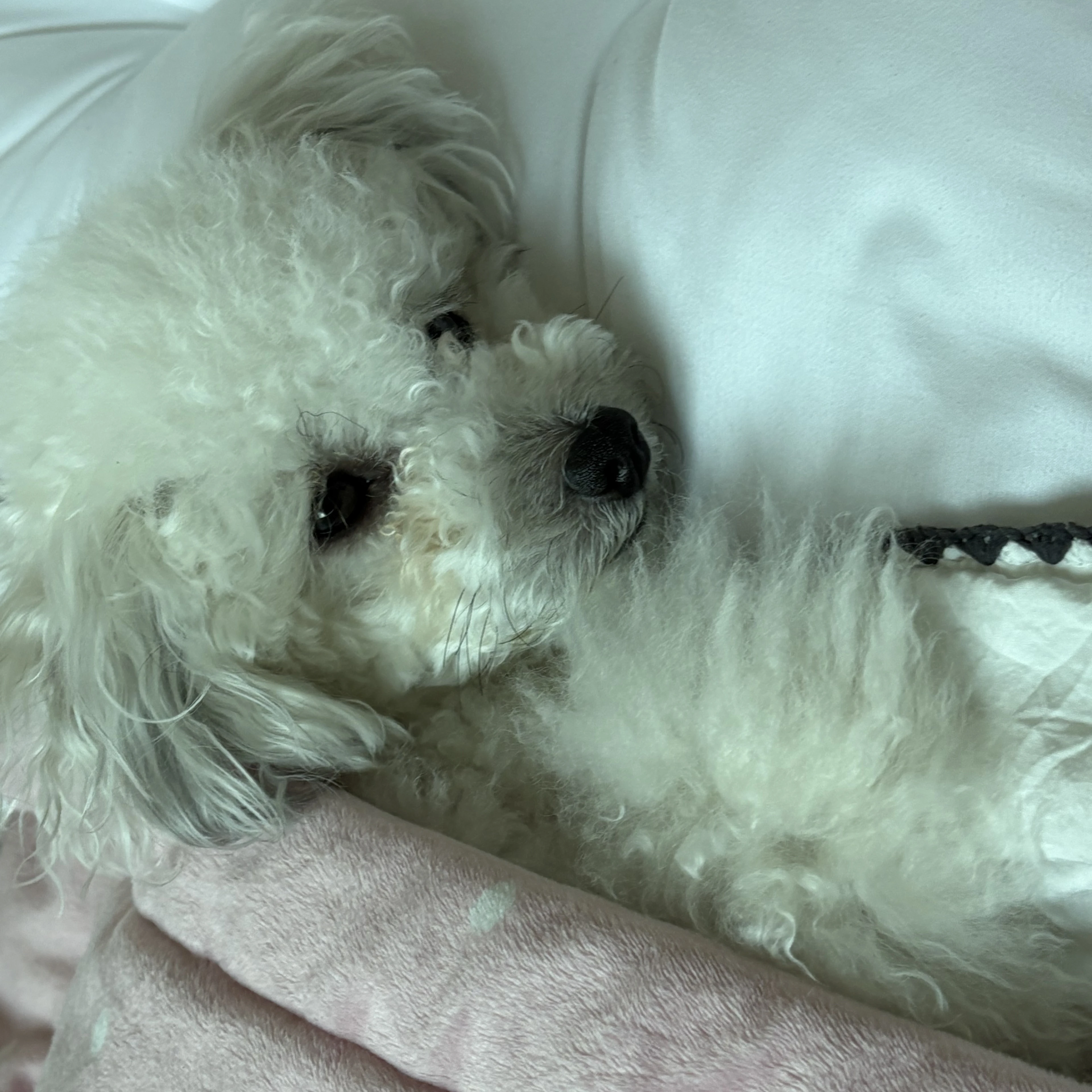 오늘 생일인 윤쪼꼬