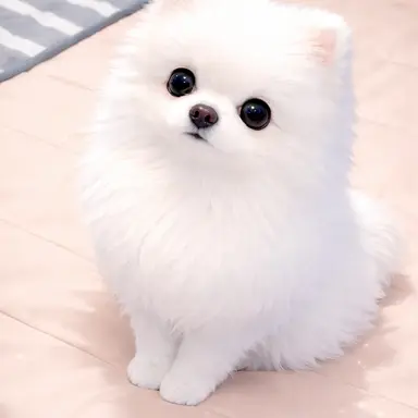 Profile image of ルナ