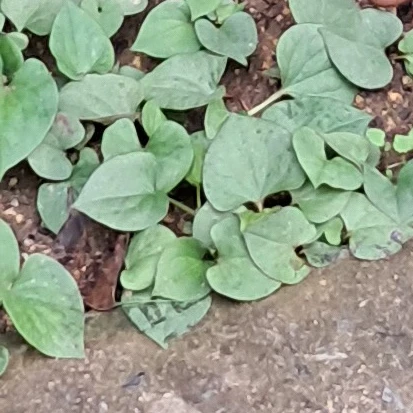 오뉴