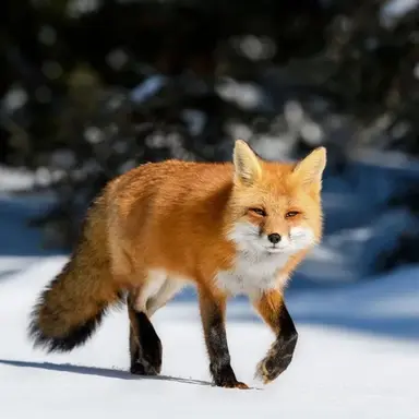 Profile image of 여우