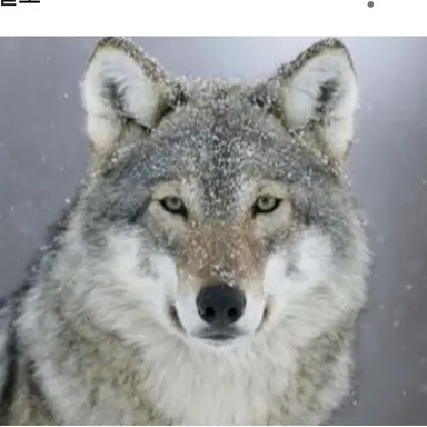 Profile image of 늑대