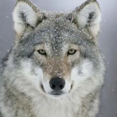 Profile image of 늑대