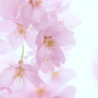 Profile image of ばあば