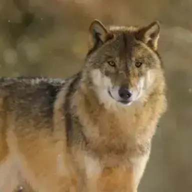 Profile image of 늑대