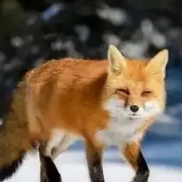 Profile image of 여우년