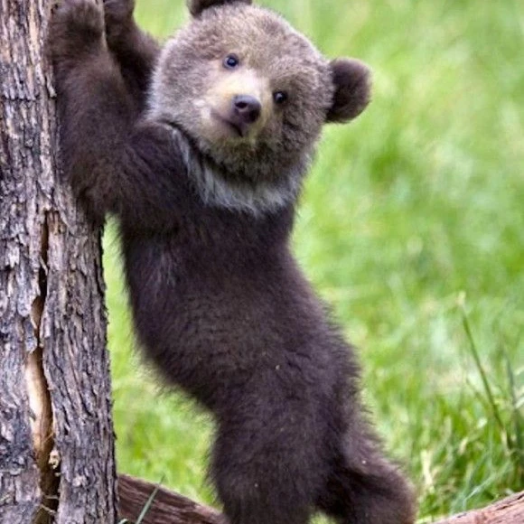子グマのくーちゃん