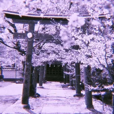 Profile image of 멜로우