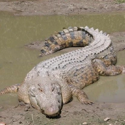 바다악어