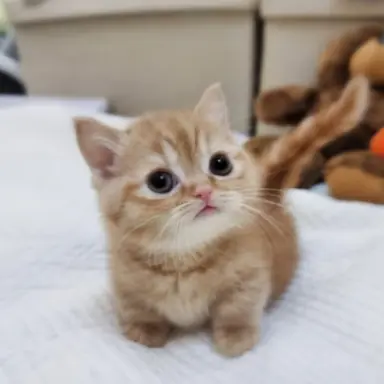 Profile image of 마시로