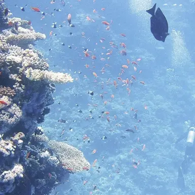 Profile image of 멜티