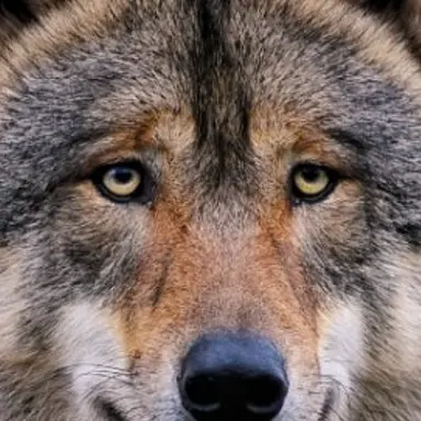 Profile image of 늑대