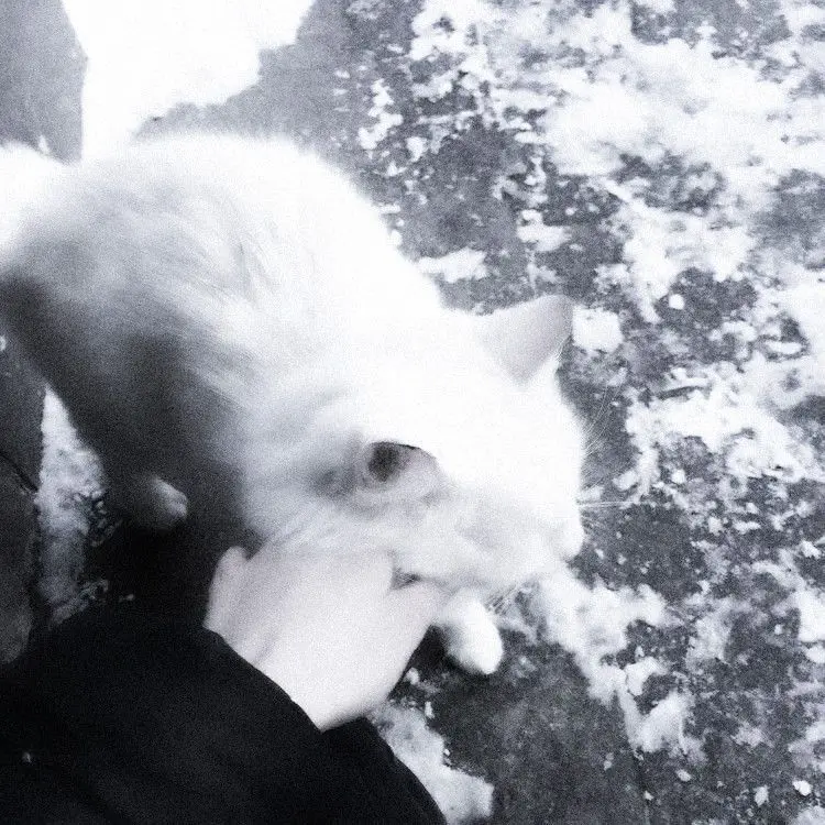 DaftlyDrums1290의 狂猫ちゃんと虎