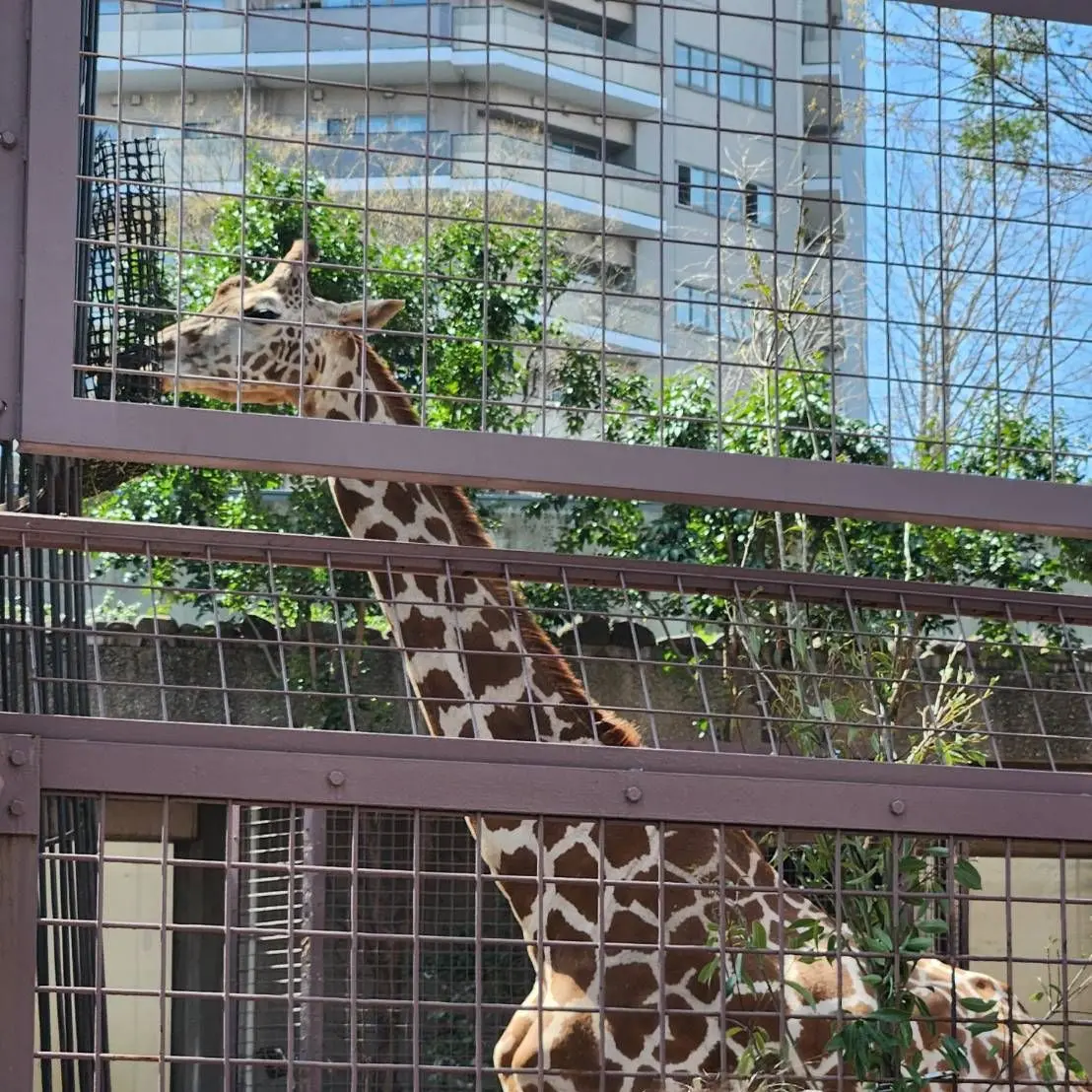 JoyfulSlab3987의 恋