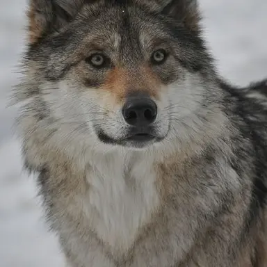 Profile image of Solvi