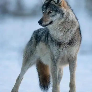 Profile image of Sali