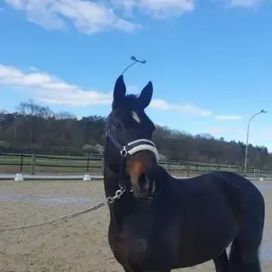 Profile image of Task Force Horse Riding