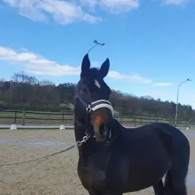 FastDiet3621의 Task Force Horse Riding