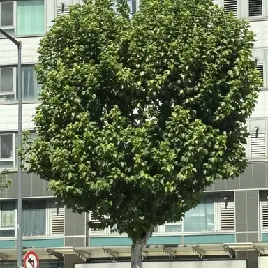 Profile image of 정상현