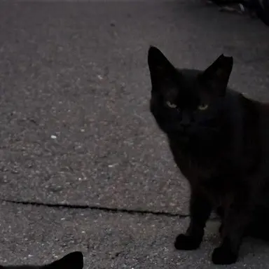 Profile image of 仮面ライダーノクス