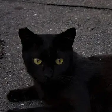 Profile image of ノクス