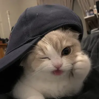 Profile image of のせ