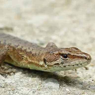 Profile image of 호박이