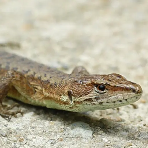 AngstyDune3430의 아무르장지뱀