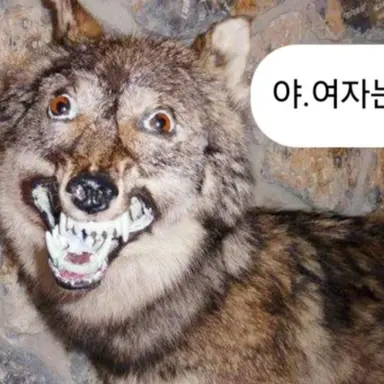 Profile image of 늑대