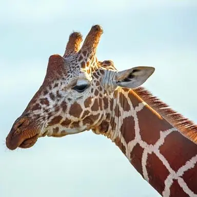 Profile image of 기린