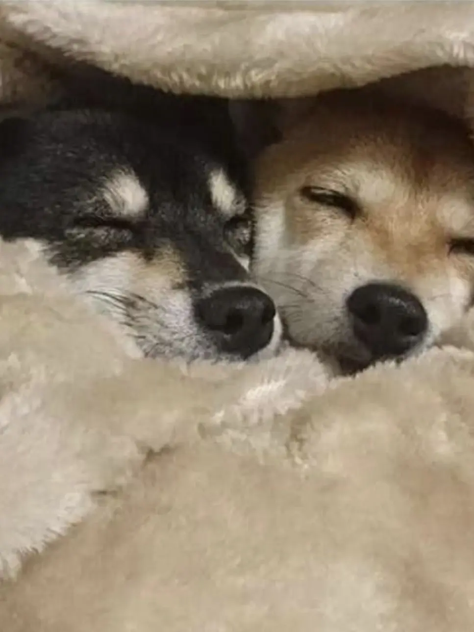 ClumsyHate5250의 朝に弱い男たち