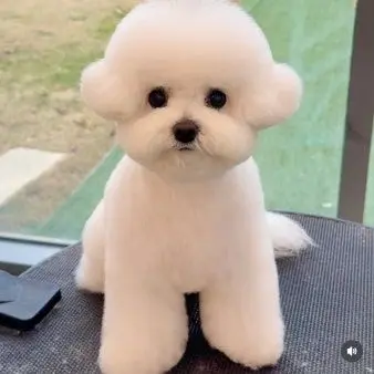 Profile image of 두부