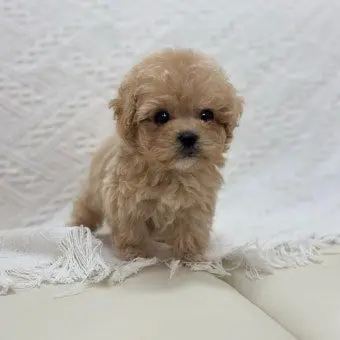 Profile image of 유부