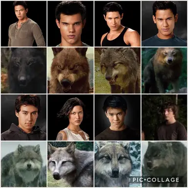 Profile image of Wolf Pack