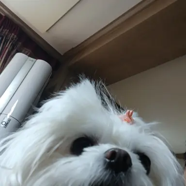 Profile image of 주인장 유튜버 아님