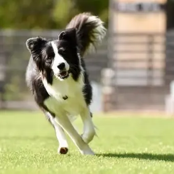 ecode404의 犬を飼おう！