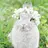 Rabbitgrass