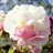 CottonRose