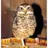 Iloveowls315