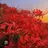 RoomyFlea7285