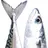 Do_you_like_mackerel