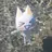yuzuponzu_2525.0922