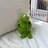Koe_frog