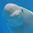 AmggBeluga