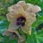 Henbane1835