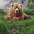 Bear123456