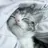 meowlover