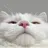A_Cat_Crying_When_It_Sees_a_Ma