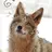 coyote.pack