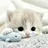fish-cat