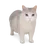 Katze_